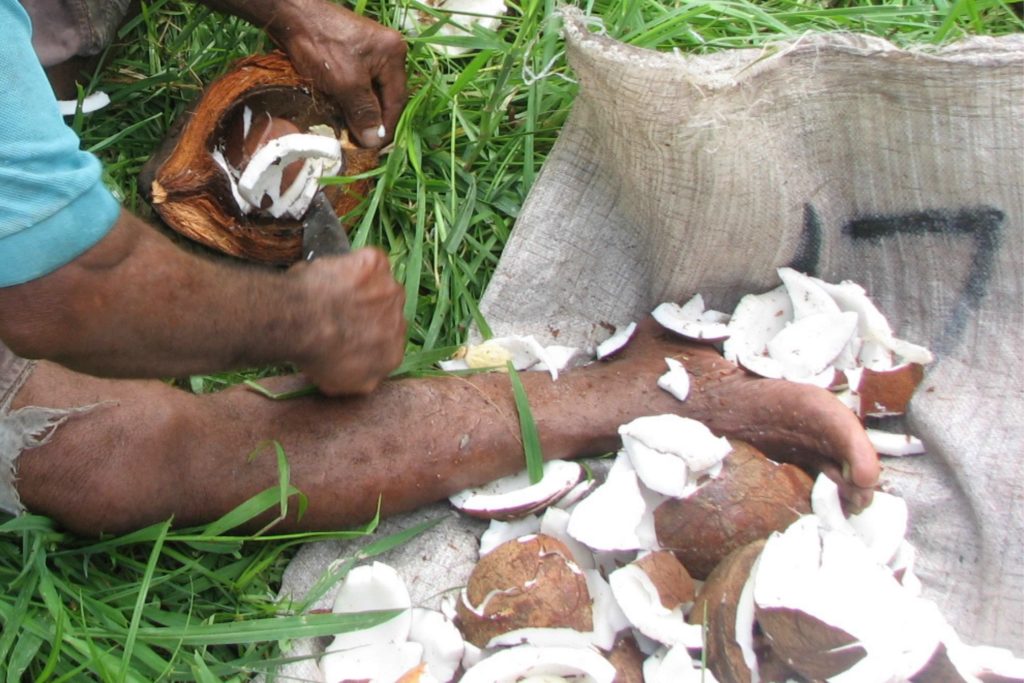 Fun coconut facts from Fijian culture